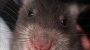 small_4a9fe25c95eb128414fd10d1db1421f8
