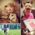 13558284173426f2238ff40689_Cute-Pet-Pictures.large