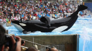 1358838023Blackfish